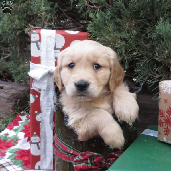 Comet, Golden Retriever Puppy